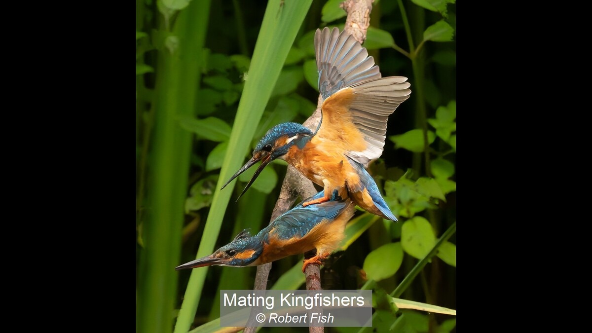 Mating Kingfishers